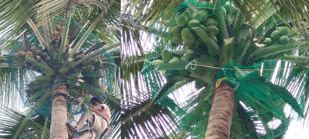 Coconut Tree Safety Nets in Pune